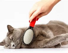 Grooming Supplies for Cats and Dogs