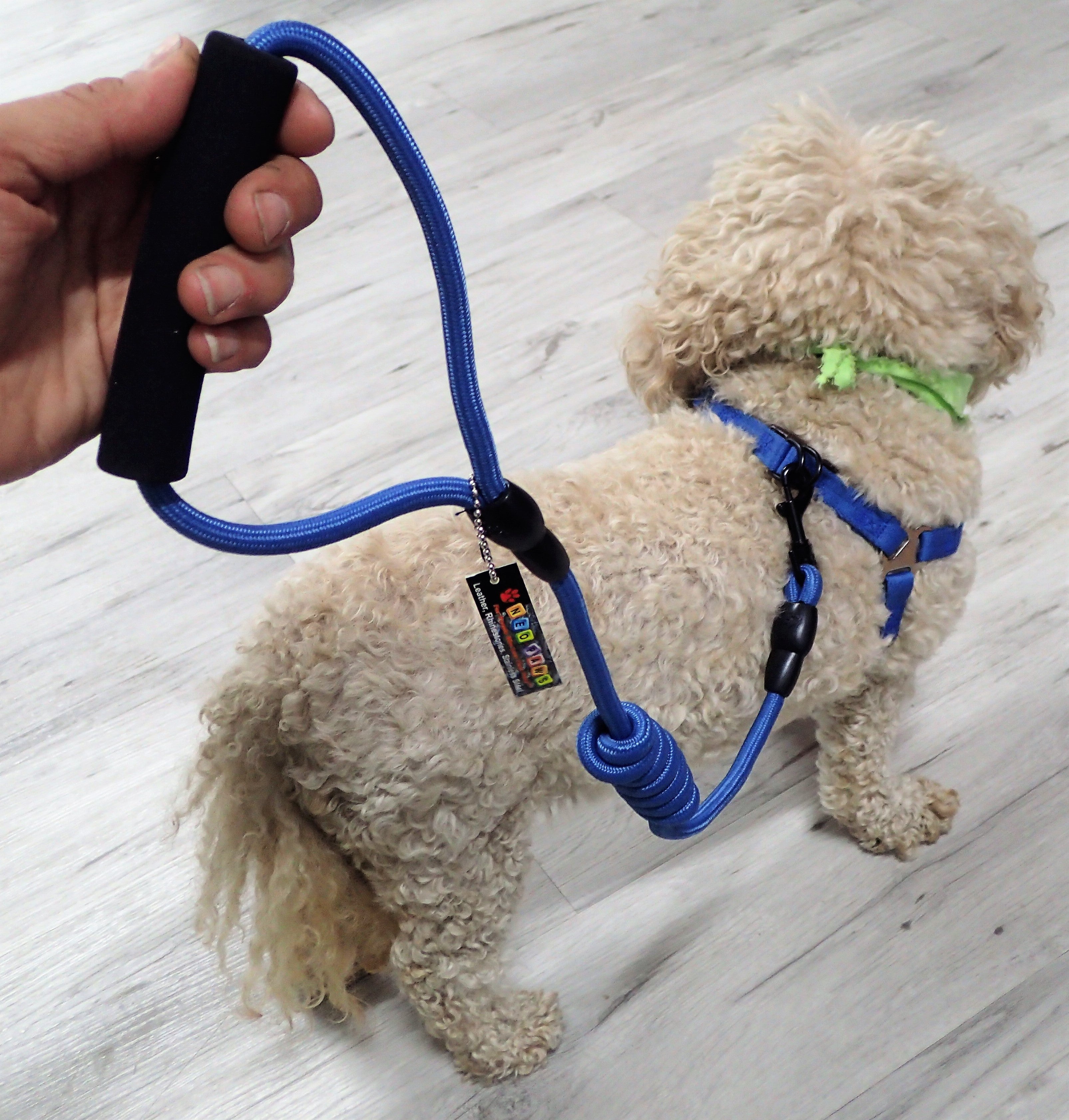 Collars, Leashes & Harnesses for Dogs